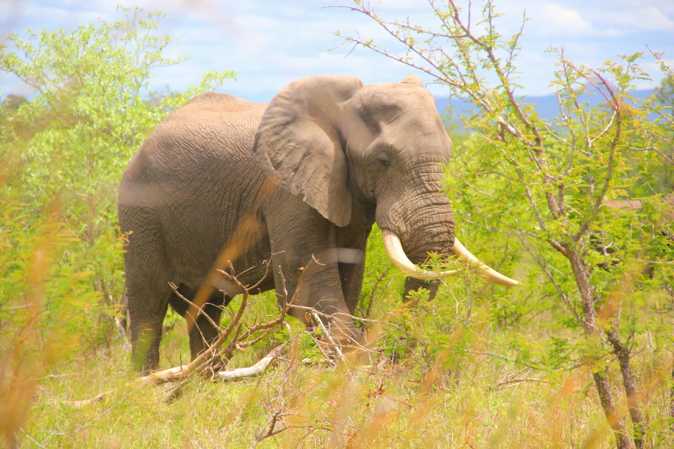 Elefante cruzando una pista principal de safari en el Parque Nacional Kruger