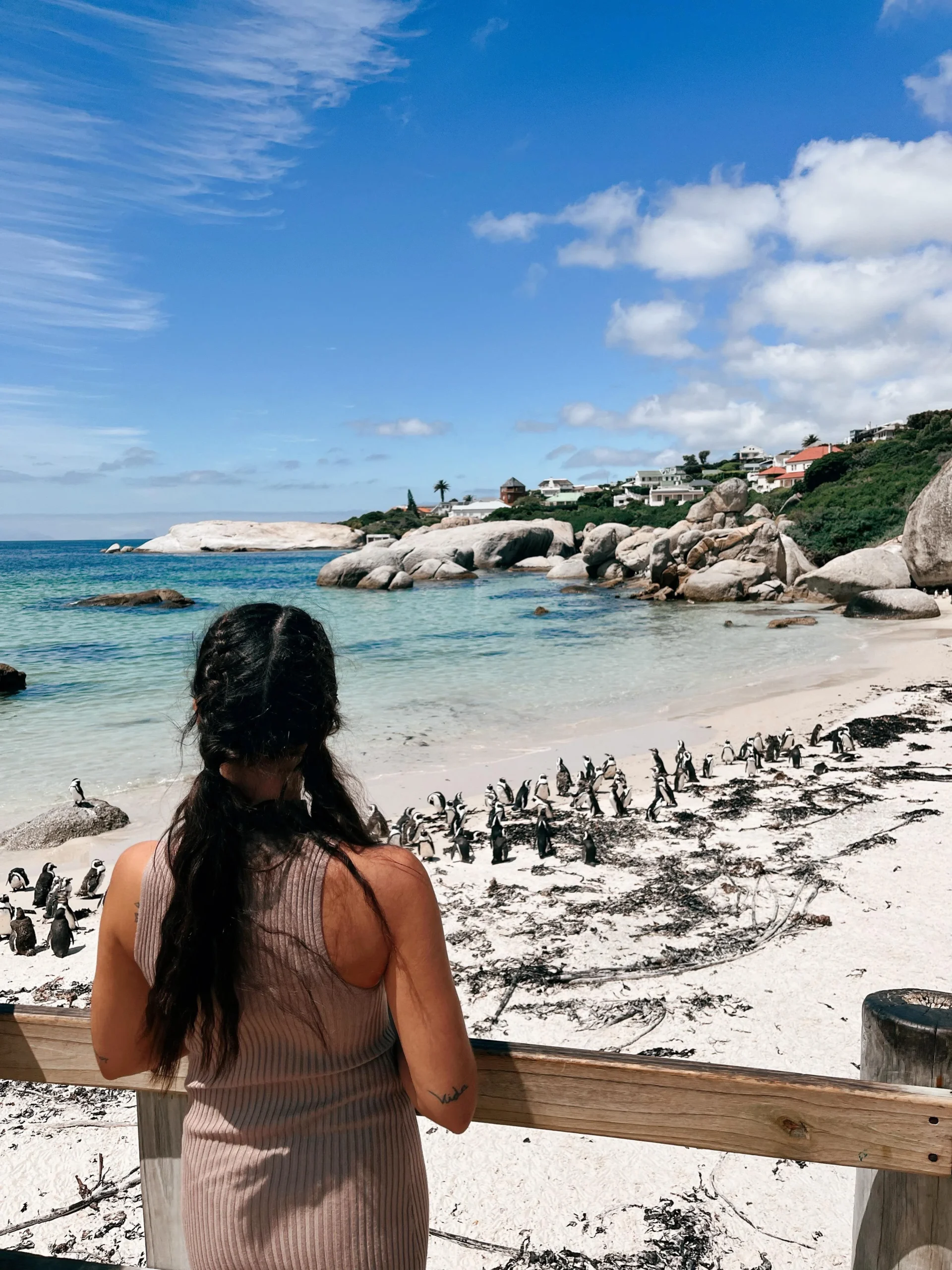 Colonia de pingüinos africanos en Boulders Beach, visita incluida en la Wild Card