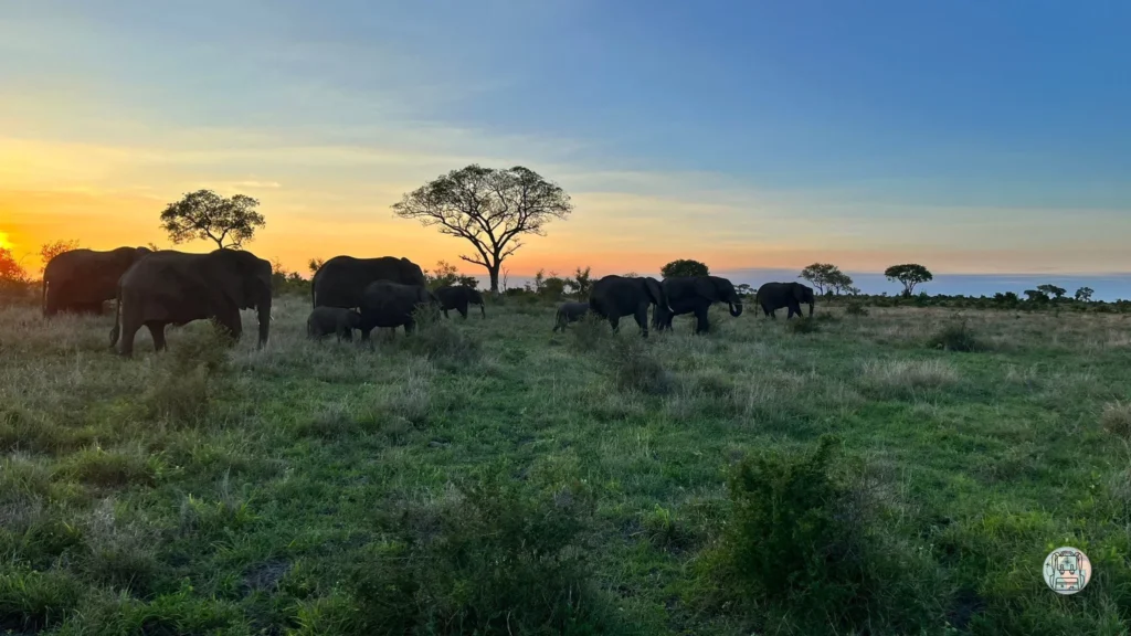 Manada de elefantes en la sabana del Parque Nacional Kruger durante un safari