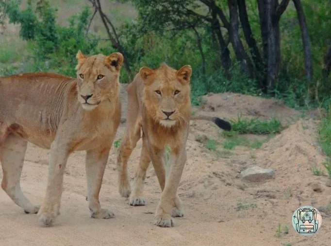 Dos leones jóvenes en un camino de tierra durante un safari en el Kruger en Sudafrica