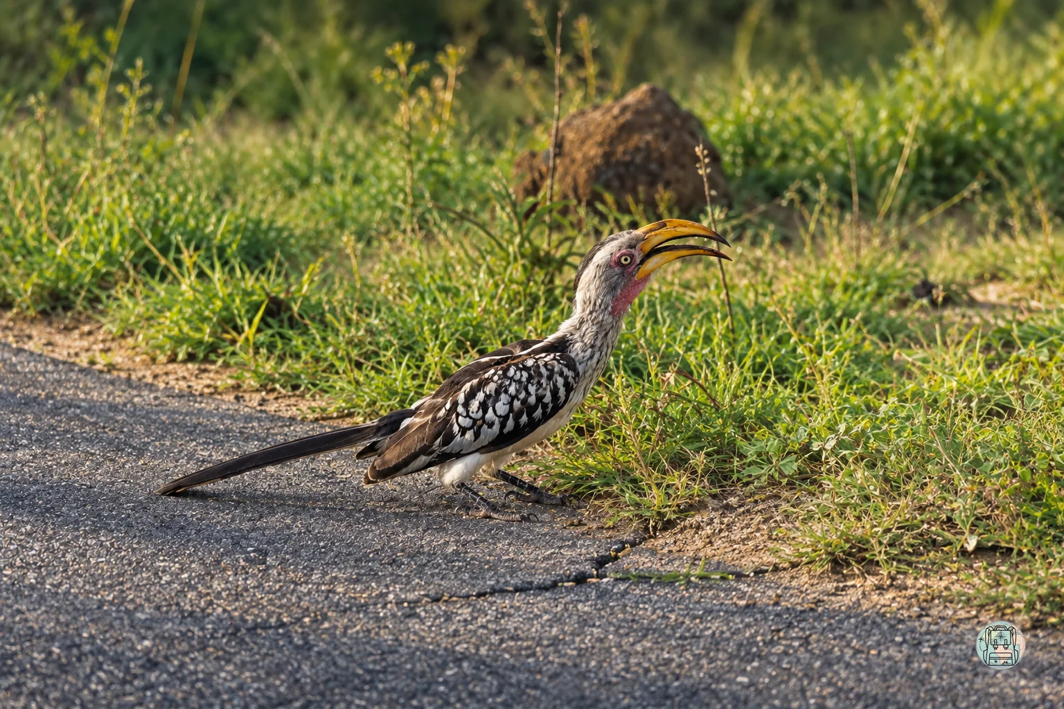 Ave zazu en la sabana del Kruger durante al hacer turismo en Sudáfrica