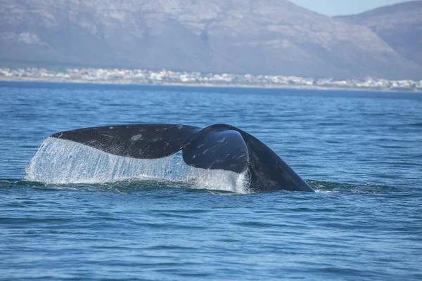 Cola de ballena franca austral emergiendo sobre el agua en Hermanus