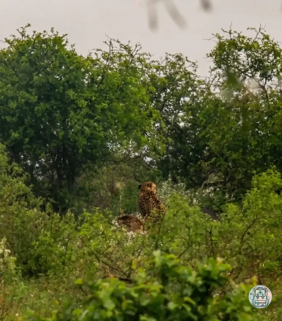 Familia de guepardos en el Kruger National Park, imprescindibles dentro de los sitios turísticos de Sudáfrica