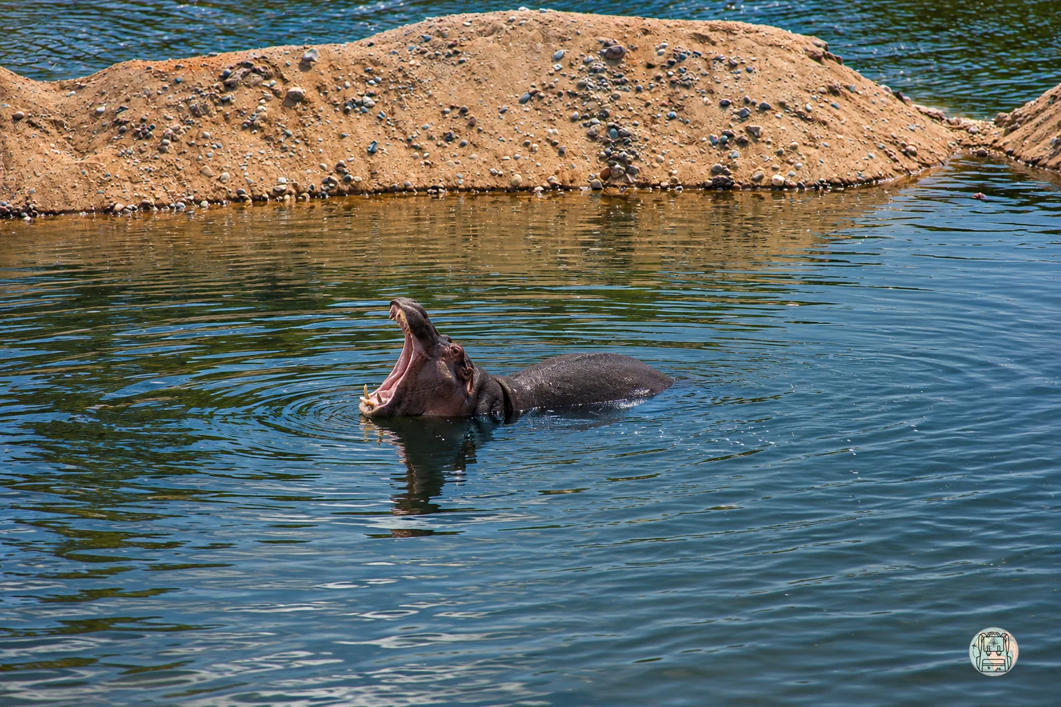 Hipopótamo abriendo la boca en las aguas del río Sabie dentro del Parque Kruger