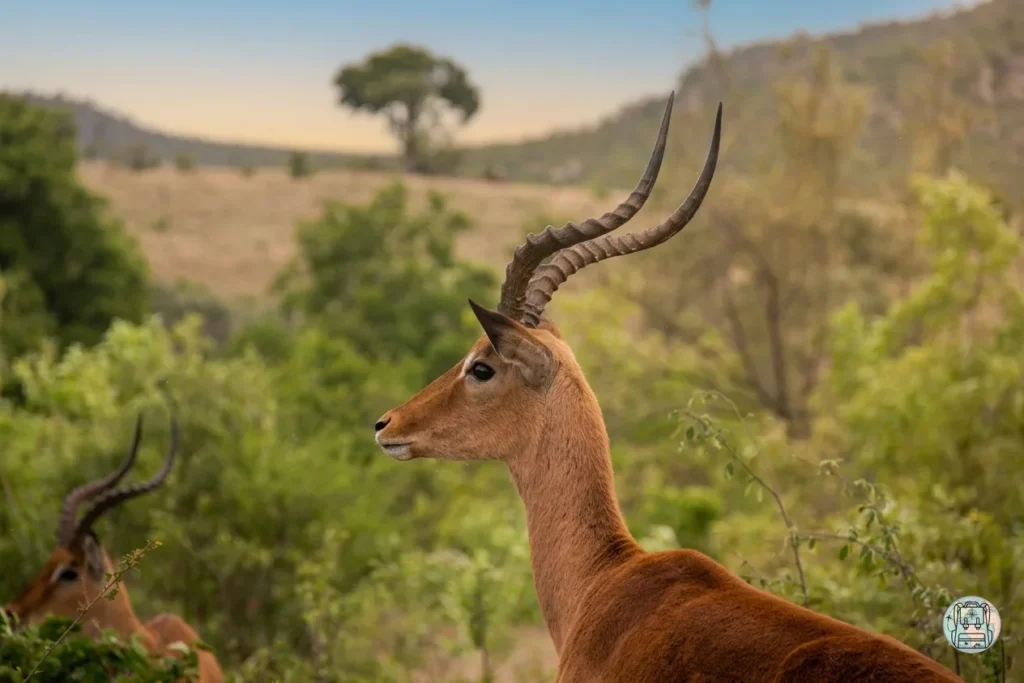 Primer plano de perfil de un impala macho con cuernos espiralados