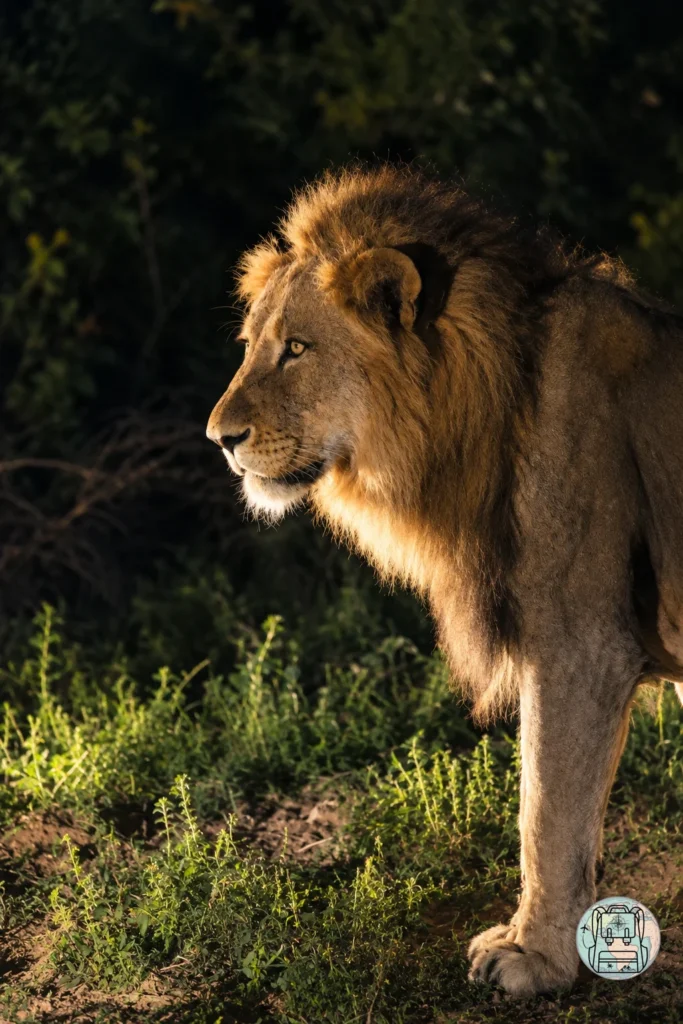 León fotografiado de noche en la reserva privada de Sabi Sand, Sudáfrica