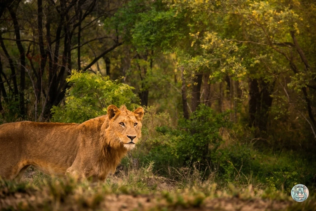 León joven descansando en el Parque Nacional Kruger, de los mejores lugares de Sudáfrica