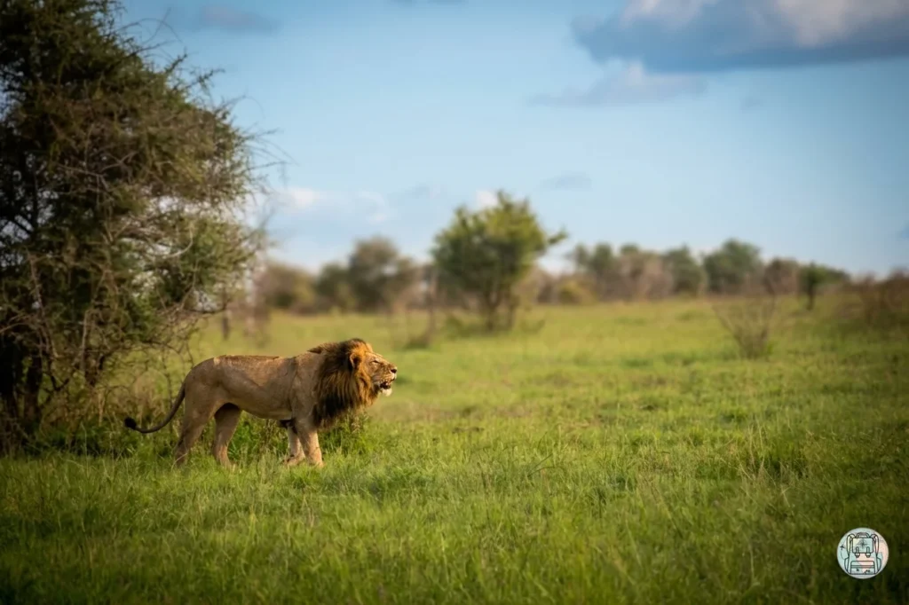 León rugiendo en el Parque Nacional Kruger, de los lugares de interés de Sudáfrica más impactantes
