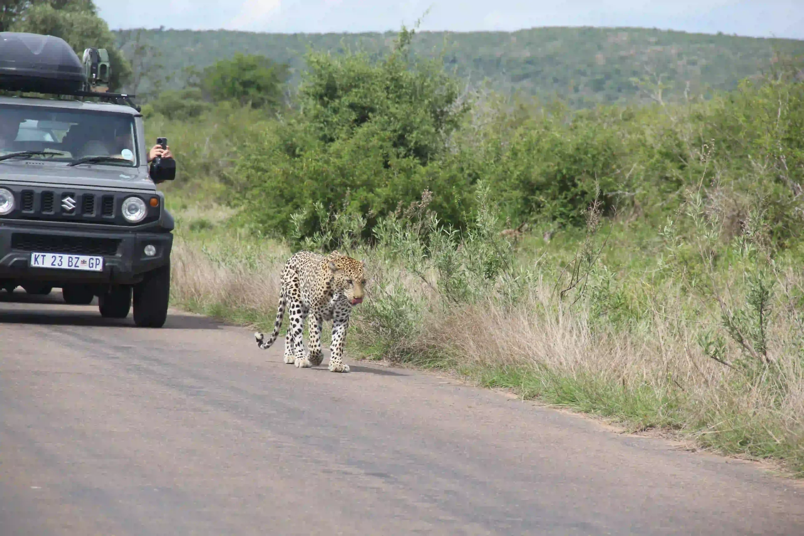 Leopardo caminando por una carretera durante una ruta en coche por el Kruger