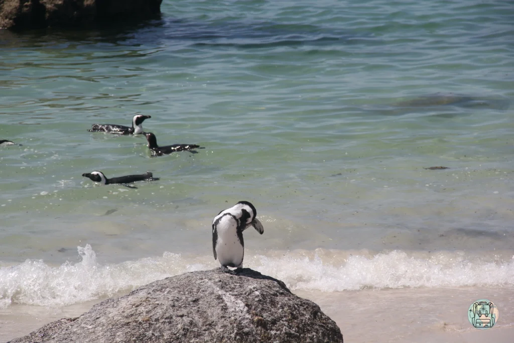Grupo de pingüinos africanos sobre la arena de la pasarela protegida de Boulders Beach