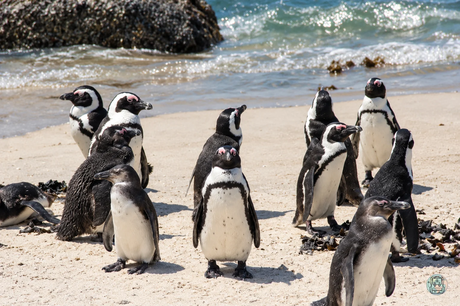 Colonia de pingüinos africanos en Boulders Beach durante un viaje por Sudáfrica