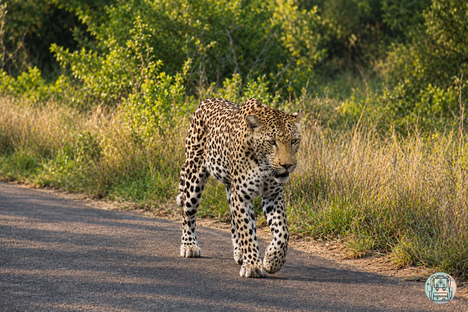 Leopardo caminando por una carretera de asfalto durante un safari en el Parque Kruger